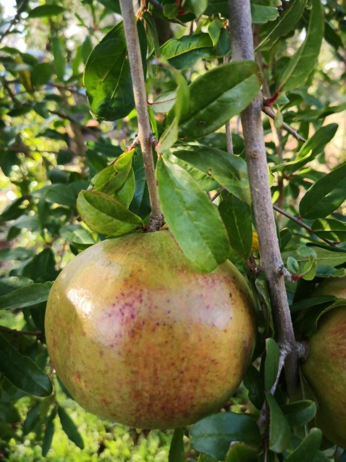 Le Dimore Di Mama Ceglie Messapica Εξωτερικό φωτογραφία