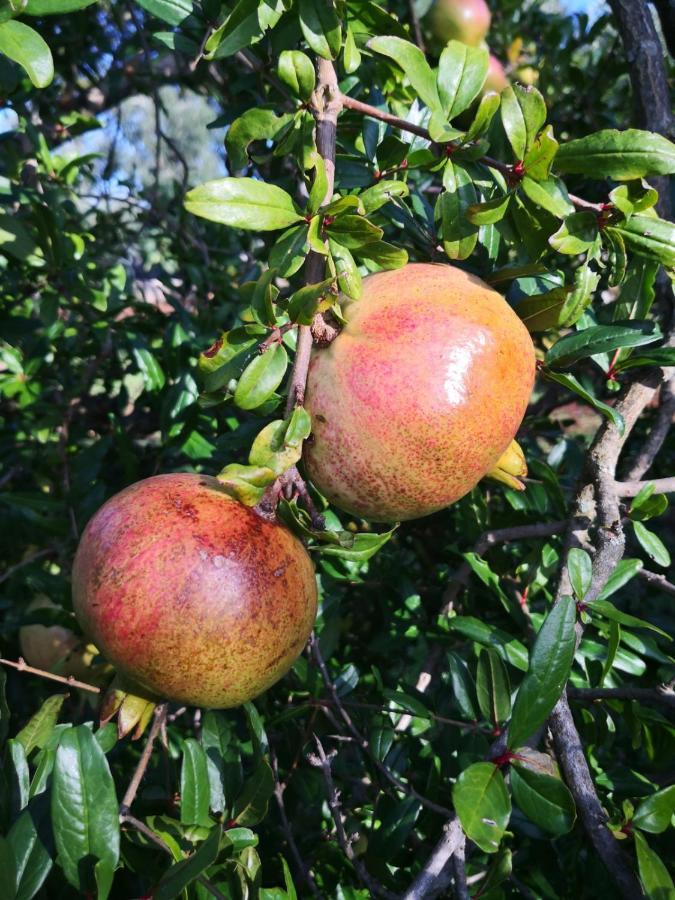 Le Dimore Di Mama Ceglie Messapica Εξωτερικό φωτογραφία